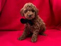 RED BROWN AŞILI POODLE YAVRULARIMIZ