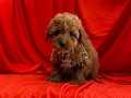 A KALİTE MİNİ TOY POODLE BEBEKLERİMİZ