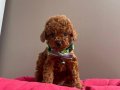 KORE KAN MİNİ TOY POODLE BEBEKLERİMİZ