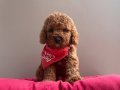 RED BROWN WC EĞİTİMLİ TOY POODLE BEBEKLERİMİZ