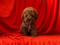 KIVIR KIVIR MİNİ BOY TOY POODLE BEBEKLER