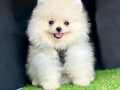 ORİJİNAL BOO FACE POMERANİAN YAVRULAR