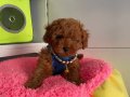 RED BROWN SAFKAN TOY POODLE BEBEKLER