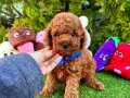 SAFKAN RED BROWN TOY POODLE BEBEKLER