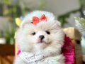 ORİJİNAL BOO FACE POMERANİAN YAVRULAR