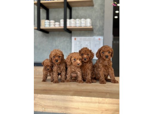 Sevimli yavrumuz toy poodle 