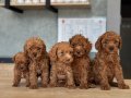 Sevimli yavrumuz toy poodle 