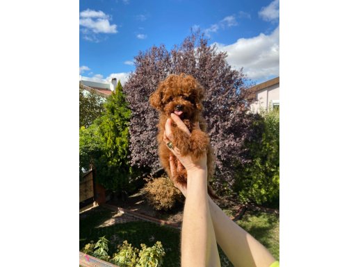 DARK RED KORE POODLE BEBEKLER