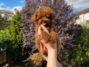 DARK RED KORE POODLE BEBEKLER