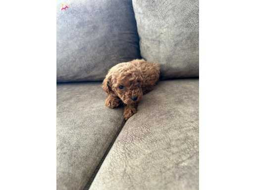 TOY POODLE BİBLO YAVRULAR 