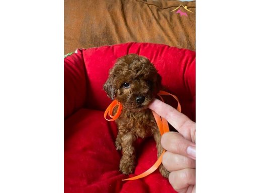 TOY POODLE YAVRULARIMIZ