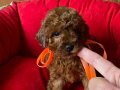 TOY POODLE YAVRULARIMIZ