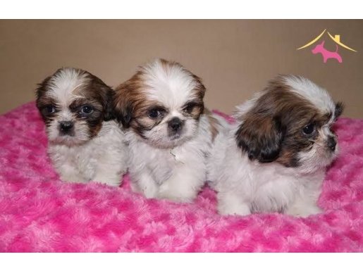 Shih tzu yavrularımız teslime hazır 