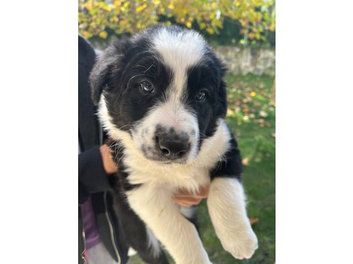 Son kalan üst düzey border Collie erkek yavru 