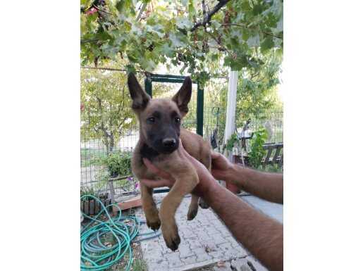 A Scr Orjinal Malinois