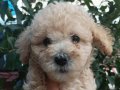 Toy poodle ayarında maltipoo bebek