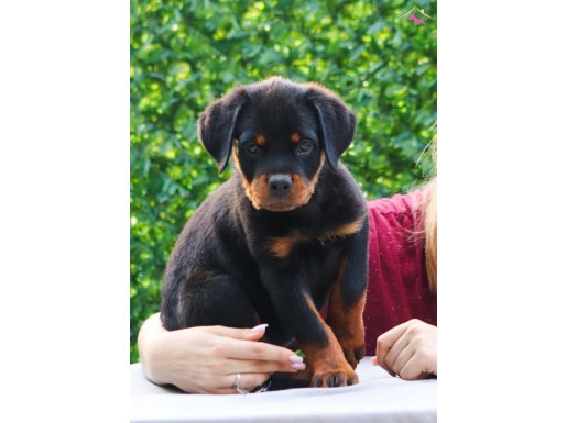 Scr li Rottweiler yavrularımız