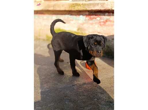 4 aylık dişi rottweiler 