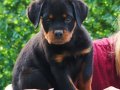 Scr li Rottweiler yavrularımız