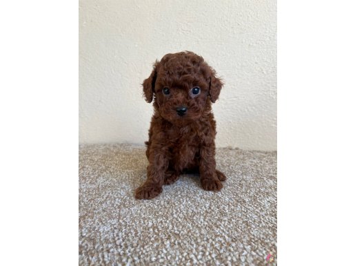 Kore Poodle bebeklerimiz ( boy ve kg garantili )