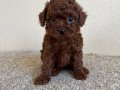 Kore Poodle bebeklerimiz ( boy ve kg garantili )