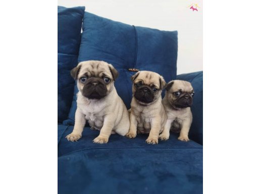 Pug mops yavruları 