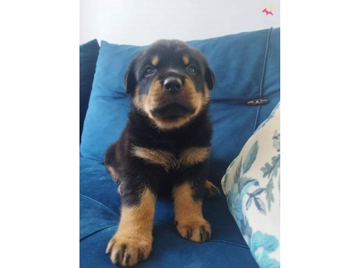 Erkek rotweiler yavruları