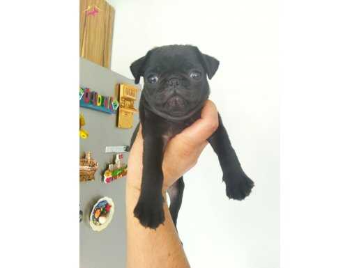 Siyah dişi pug mops 