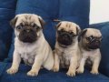 Pug mops yavruları 