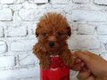 Poodle Tadında Maltipoo Yavrular