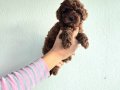 TOY POODLE Kore Yavrular