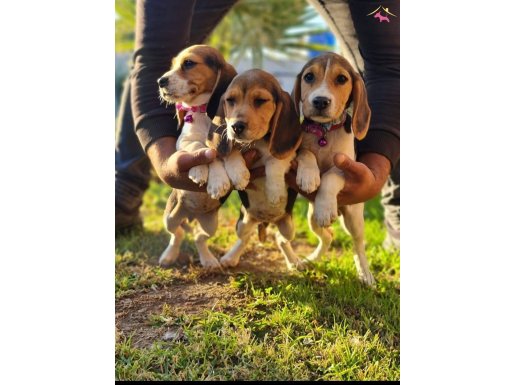 Ürk ve sağlık garantili beagle yavrularım 