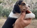 Irk ve sağlık garantili beagle yavrularım.