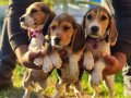 Ürk ve sağlık garantili beagle yavrularım 