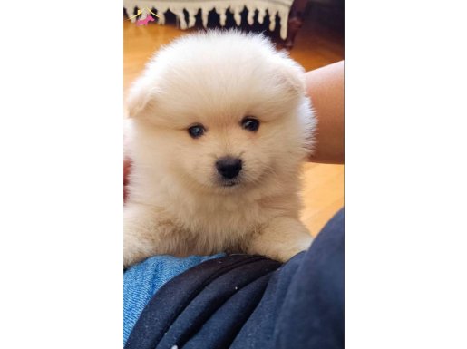 Pomeranian 2 aylik