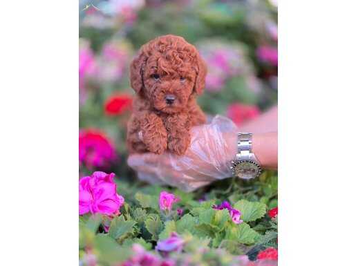 Toy Poodle ( Red Brown)