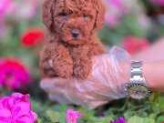 Toy Poodle ( Red Brown)