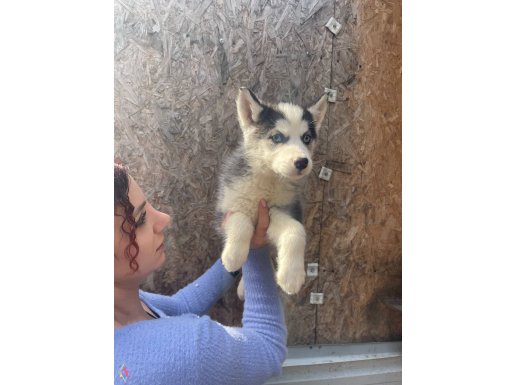 Çok güzel Red/ Siyah-beyaz / Beyaz HUSKY YAVRULARIMIZ