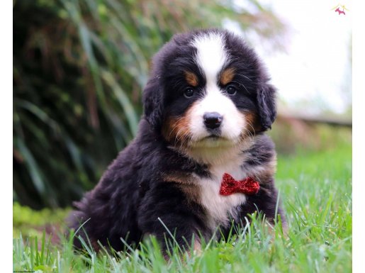 MUHTEŞEM BERNESE MOUNTAİN DOG 