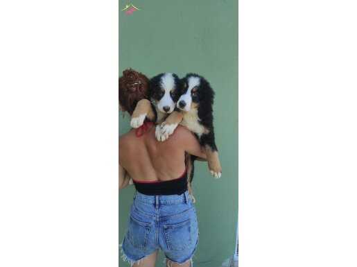 SAGLIK VE IRK GARANTİLİ BERNESE MOUNTAİN Dog Yavrular