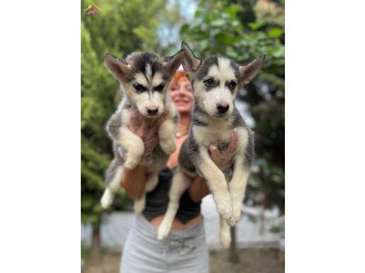 SAFKAN IRK SİBİRYA KURDU (HUSKY) YAVRULAR