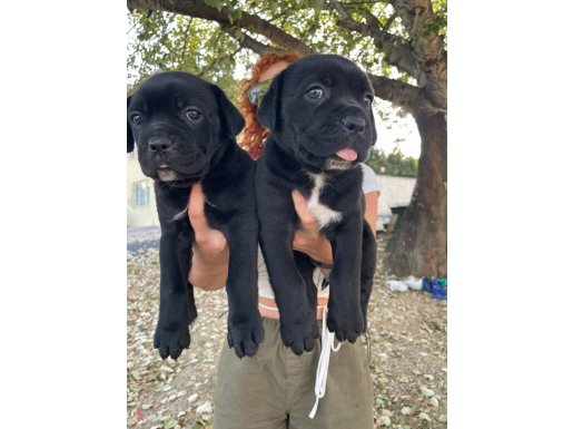 MÜKEMMEL KALİTE DEV CANE CORSO YAVRULARI 