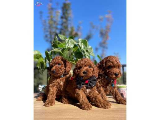 ÜST KALİTE TOY POODLE BEBEKLER