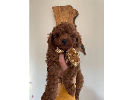 BEBEK SURAT TOY POODLE YAVRULAR 