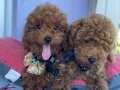 DARK BROWN TOY POODLE YAVRULAR