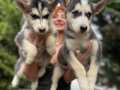 SAFKAN IRK SİBİRYA KURDU (HUSKY) YAVRULAR