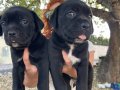 MÜKEMMEL KALİTE DEV CANE CORSO YAVRULARI 