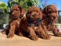 ÜST KALİTE TOY POODLE BEBEKLER