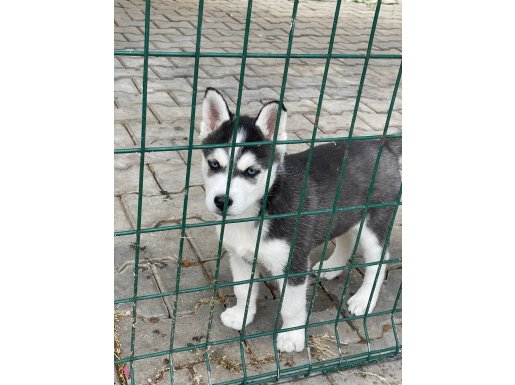 Orijinal husky 