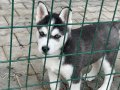 Orijinal husky 